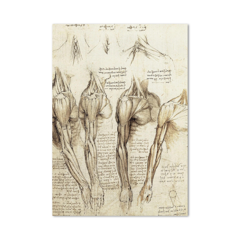 Poster De Vinci Muscles