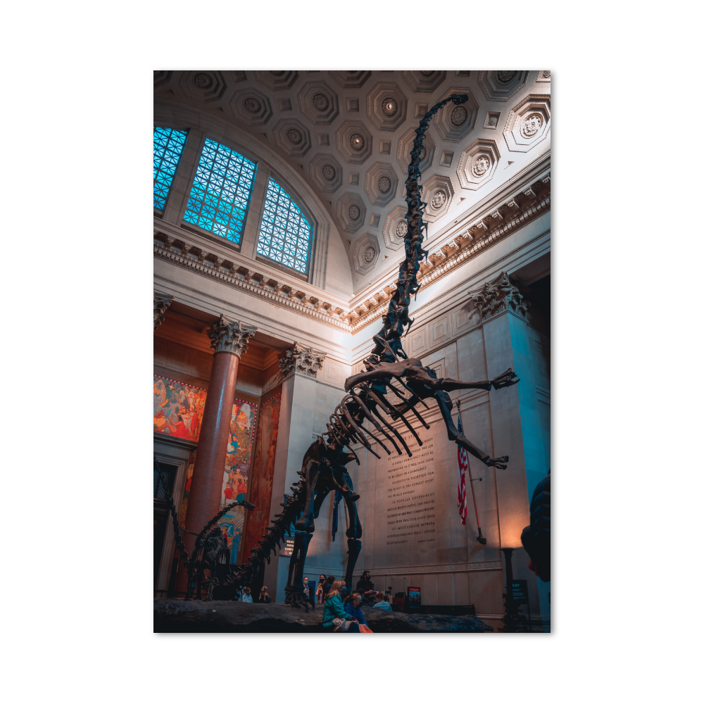 Poster Squelette Diplodocus