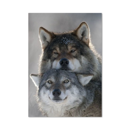 Poster Loup Mignons